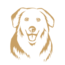 FMT0042 - Golden Retriever