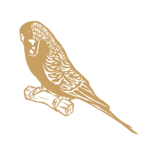 FMT0052 - Budgie