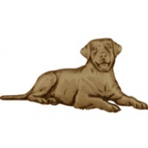 Labrador